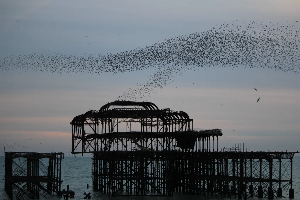 A murmuration over the sea by Brighton Pier